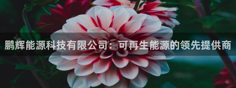 sunbet源码