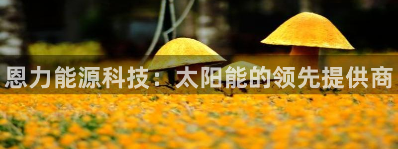 sunbet源码