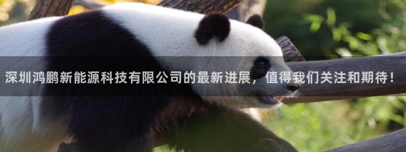 sunbet源码